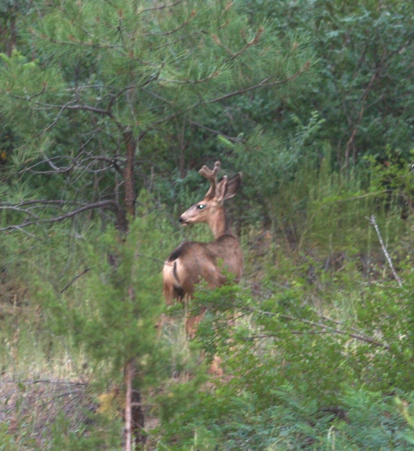 Mule deer in the forest